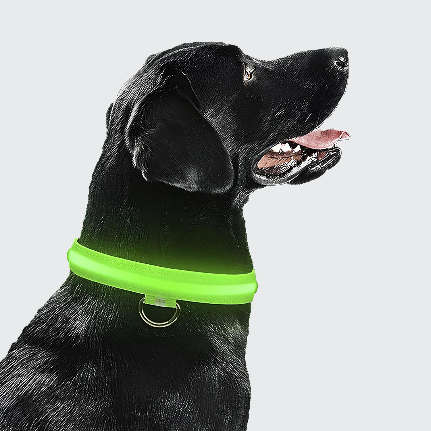 Nord Led Secure Collar